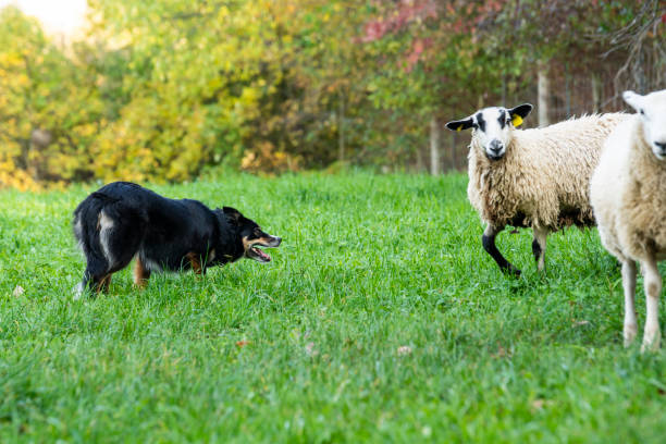 istock A trained sheepdog herding a flock of sheep 1052142490