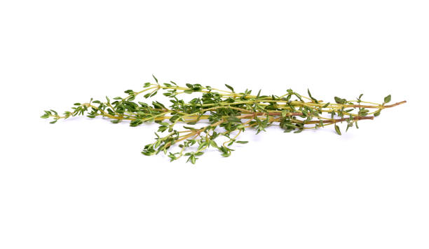 istock Isolated thyme garden, cooking herb 1052161414