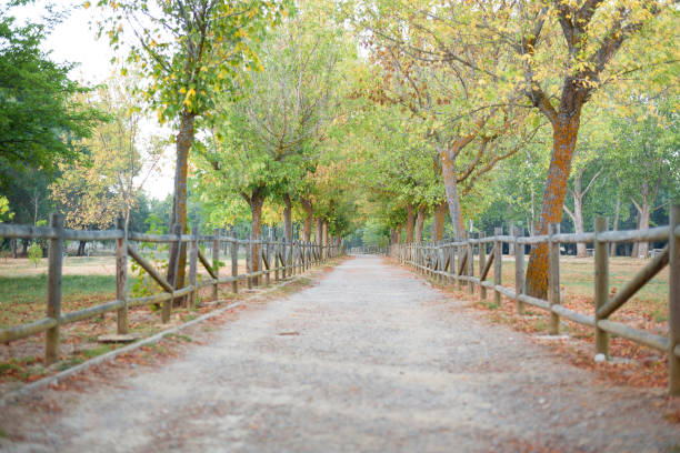 varios árboles en primer plano junto a la valla de madera con camino de tierra - futing fotografías e imágenes de stock