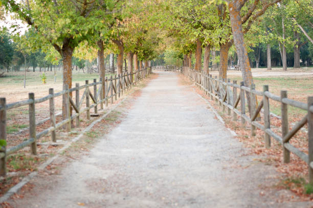 varios árboles en primer plano junto a la valla de madera con camino de tierra - futing fotografías e imágenes de stock