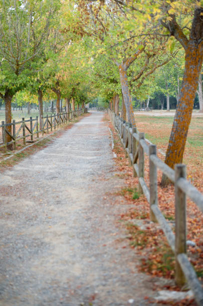 varios árboles en primer plano junto a la valla de madera con camino de tierra - futing fotografías e imágenes de stock