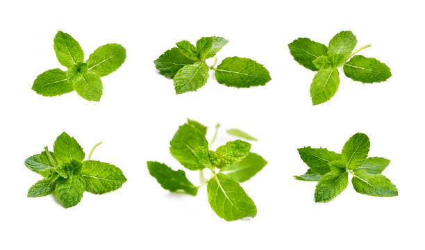 istock Isolated mint garden, cooking herb Isolated 1052172422