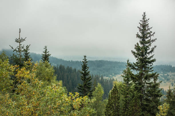 istock Evergreen forest and mountain peaks of summer mountain range 1052172448