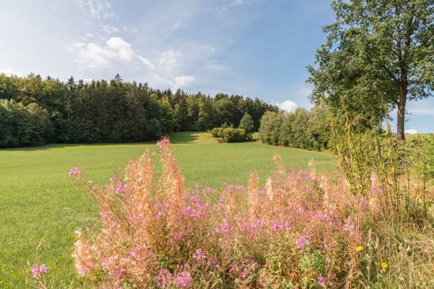 istock Landscape in the Bavarian Forest, Germany 1052173650