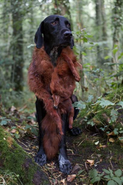 Portrait of pointer dog wearing fox fur coat in forest
