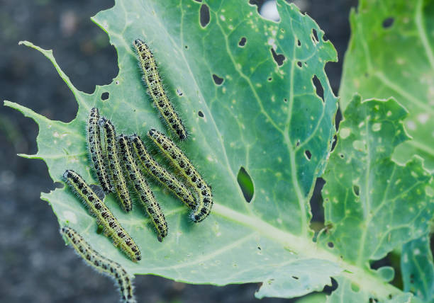 istock Close up of cabbage caterpillars eating holes in cabbage leaf 1052175536