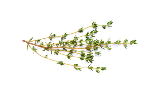 istock Isolated thyme garden, cooking herb 1052176630