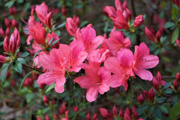 azalee blüte - azalea stock-fotos und bilder