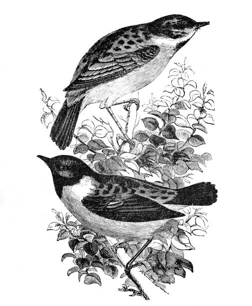 zwei europäische stein chat vögel (saxicola rubicola) - whinchat stock-grafiken, -clipart, -cartoons und -symbole