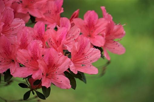 Colorful flowering (or blooming) Rhododendron “Colonel Mosby” Azalea in spring. The image was captured with a fast telephoto lens and a full-frame mirrorless digital camera ensuring clean and large files. Shallow depth of field with focus placed over the nearest flowers. The background is blurred. The image is part of a series of different rhododendrons and compositions.