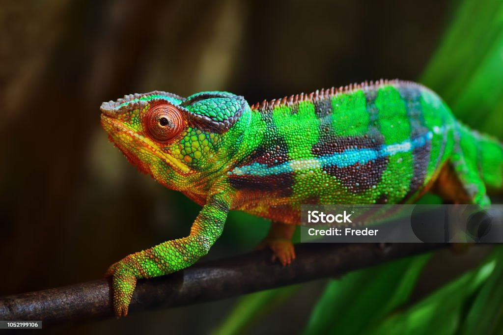 colorful panther chameleon close-up of a panther chameleon on a tree Chameleon Stock Photo