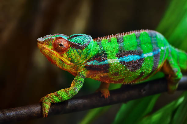 colorful panther chameleon close-up of a panther chameleon on a tree chameleon photos stock pictures, royalty-free photos & images