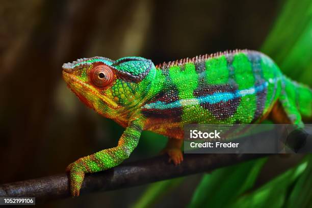 Colorful Panther Chameleon Stock Photo - Download Image Now - Chameleon, Multi Colored, Variegated Foliage