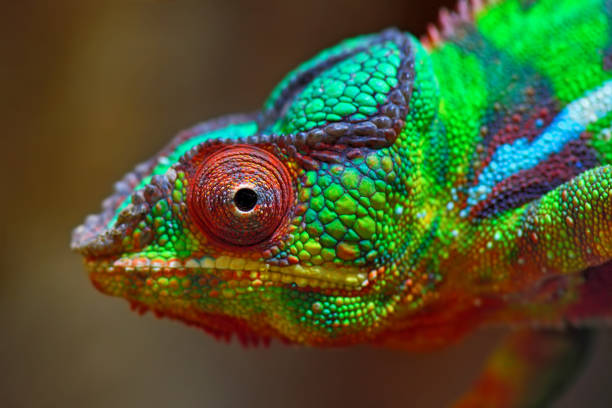 camaleón pantera colorido - color vibrante fotos fotografías e imágenes de stock