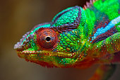 colorful panther chameleon