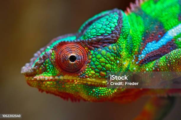 Colorful Panther Chameleon Stock Photo - Download Image Now - Chameleon, Multi Colored, Macrophotography