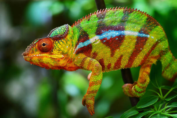 istock colorful panther chameleon 1052204442