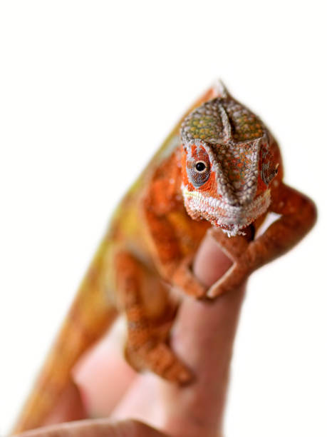 istock panther chameleon sitting on finger 1052204638