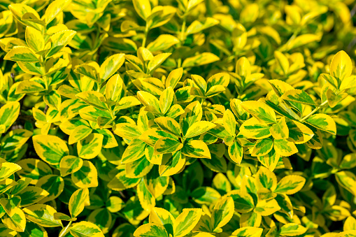 Bright yellow green leaves of Euonymus fortunei Emerald n Gold background. Selective focus