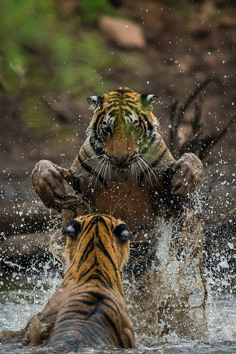 cachorros de tigre aprendiendo habilidades de lucha jugando entre sí en el Parque Nacional de ranthambore, india photo