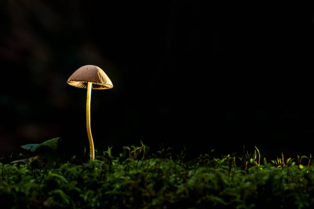 istock A nice and bright brown mushroom on a trunk tree in a dark forest 1052206882