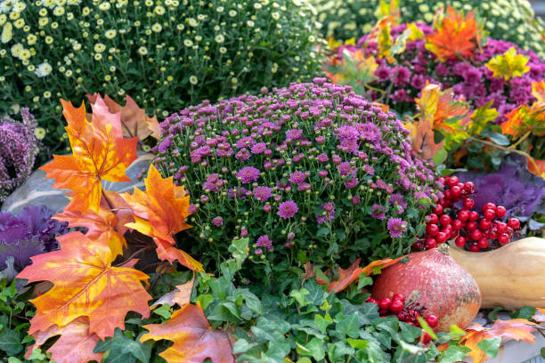 istock Autumn composition with pumpkins, asters, berries and maple leaves. 1052206894
