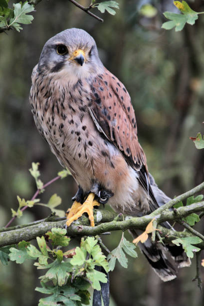 istock A view of a Kestrel in a tree 1052211200