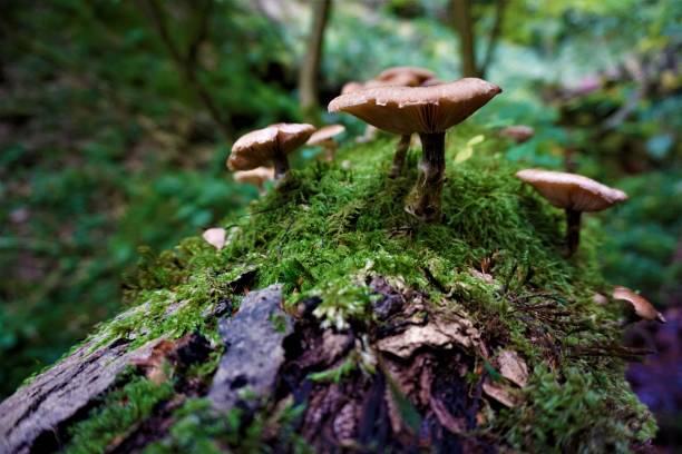 istock Some mushrooms on mossy tree trunk in the forest 1052216242
