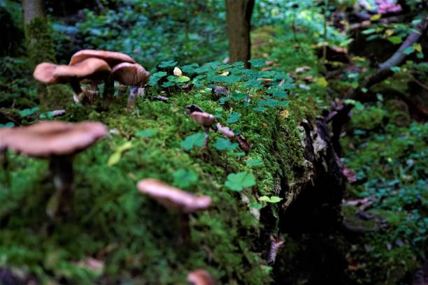 istock Some mushrooms on tree trunk with moss and clover 1052217810