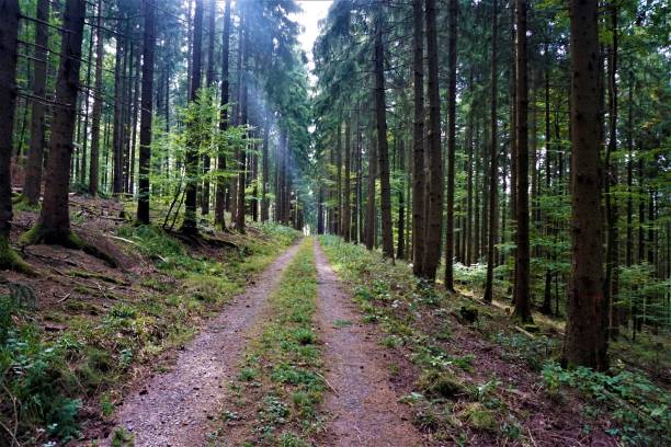 istock Pathway in the forest on sunny autumn day 1052217884