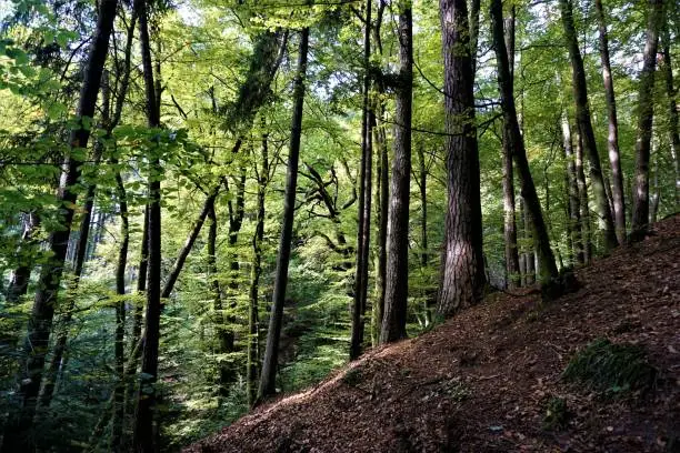 Photo of Mystic Odenwald forest on golden octobre day