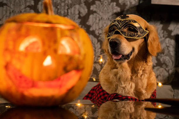 istock Funny dog with Halloween mask. Looking at pumpkin 1052222928