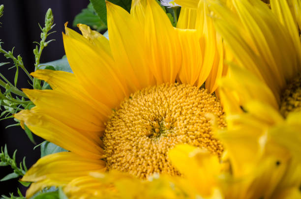 istock Mulltilobe yellow sunflower with small white daisy in a bouquet. 1052230482