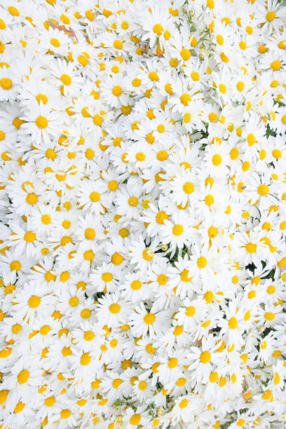 flower background