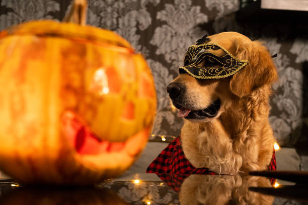 istock Funny cute dog with Halloween mask. Pumpkin 1052242220