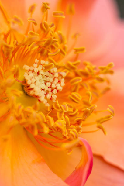 istock Sensual pink peach flower with stamen 1052247594