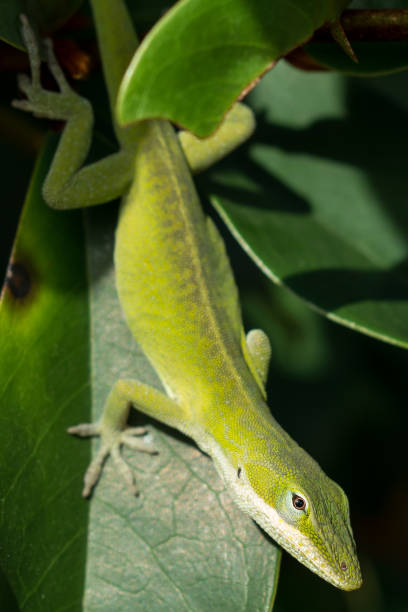 istock Carolina Anole lizard walks on rhododendron leaf 1052247666