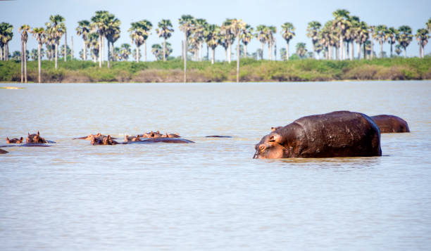 vadeando os hipopótamos - foto de acervo