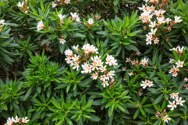 istock Pink bloomimg oleanders with bright green leaves 1052277414