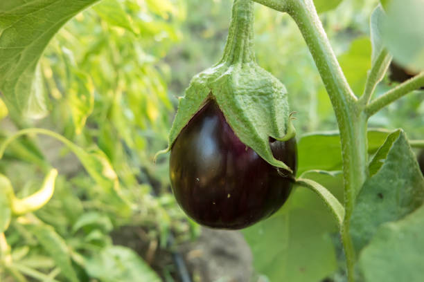 istock Ripe eggplant on the plantation 1052282424