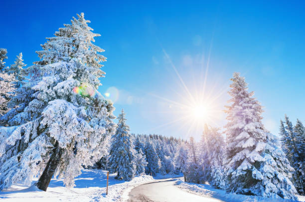 Winter road with snow-covered trees at sunny day. Beautiful winter landscape. Lens flare effect