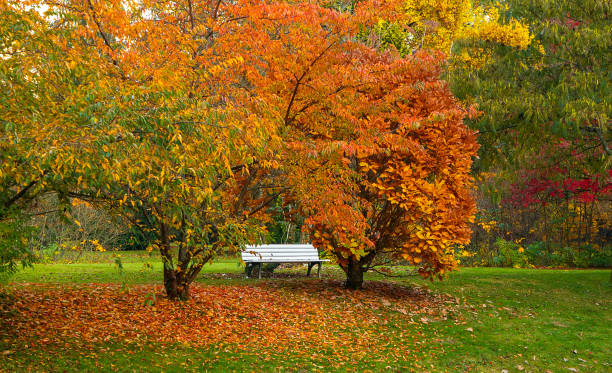 istock Nature background of an autumn forest. 1052285498