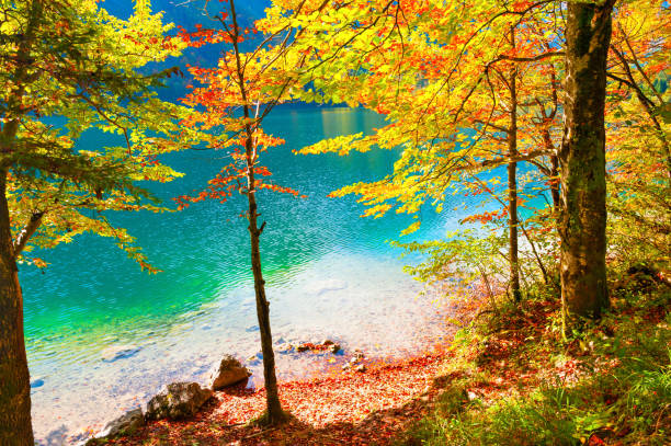istock Autumn trees on the shore of lake 1052286016