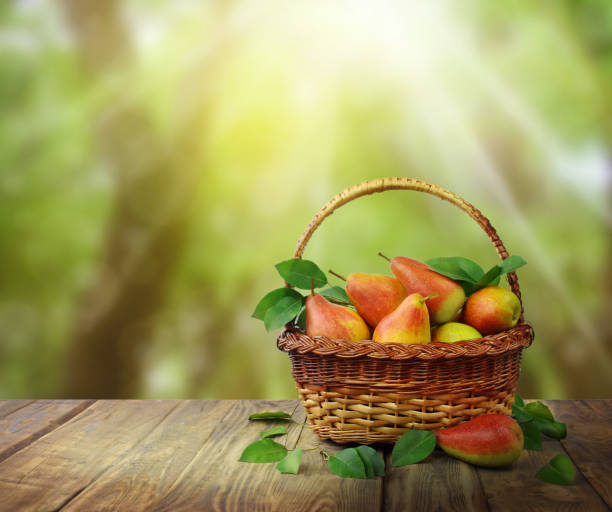 Autumn background with ripe pears in a basket on a wooden table. Fragrant pears in the sun rays. Blurred natural background. Autumn time.