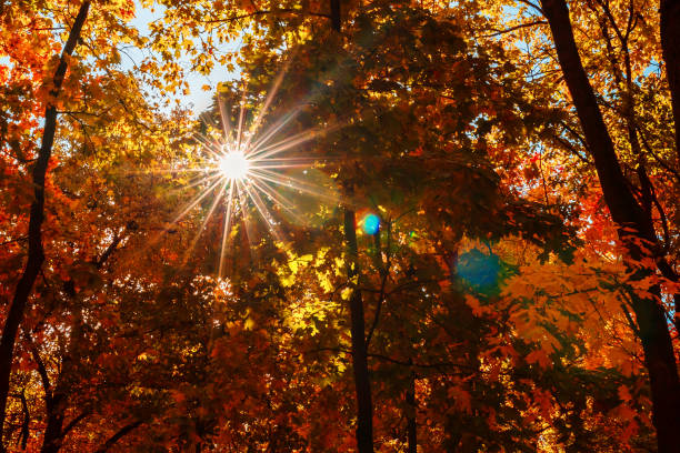 Sun beautifully shining through the branches of a large beech tree in vivid autumnal golden color.