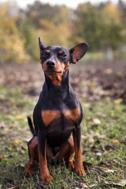 istock Cute dwarf pincher puppy in the grass. 1052303976