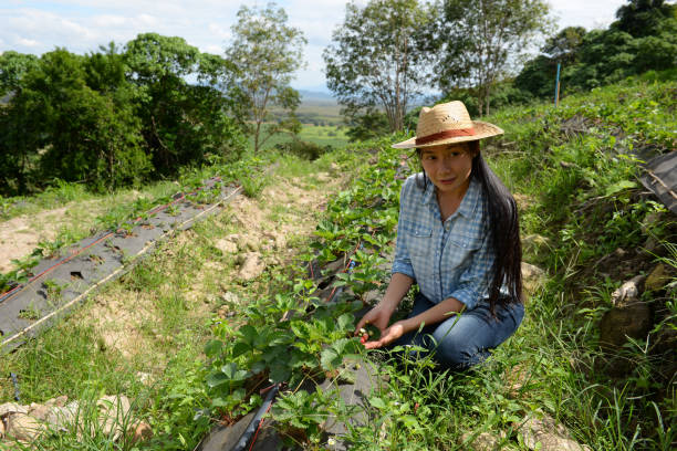 istock girl harvesting strawberries 1052317290
