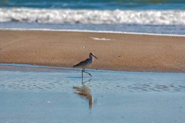 Dunlin on beach Dunlin in surf on beach. sanderling calidris alba stock pictures, royalty-free photos & images