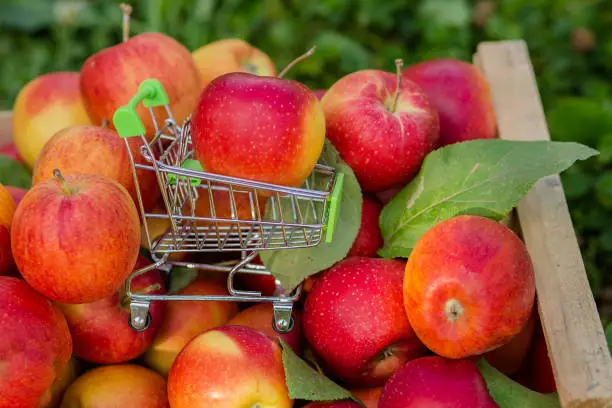 Close-up, selective focus red apple on a mini shopping cart on a red-apple background. with space for copy or text space, the concept of a supermarket.
