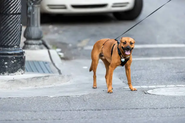 Happy, cute and adorable brown Boxer dog smiling on leash by road street in urban town city, crossing sidewalk with car background